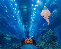 Dubai Tour Package  Image 4