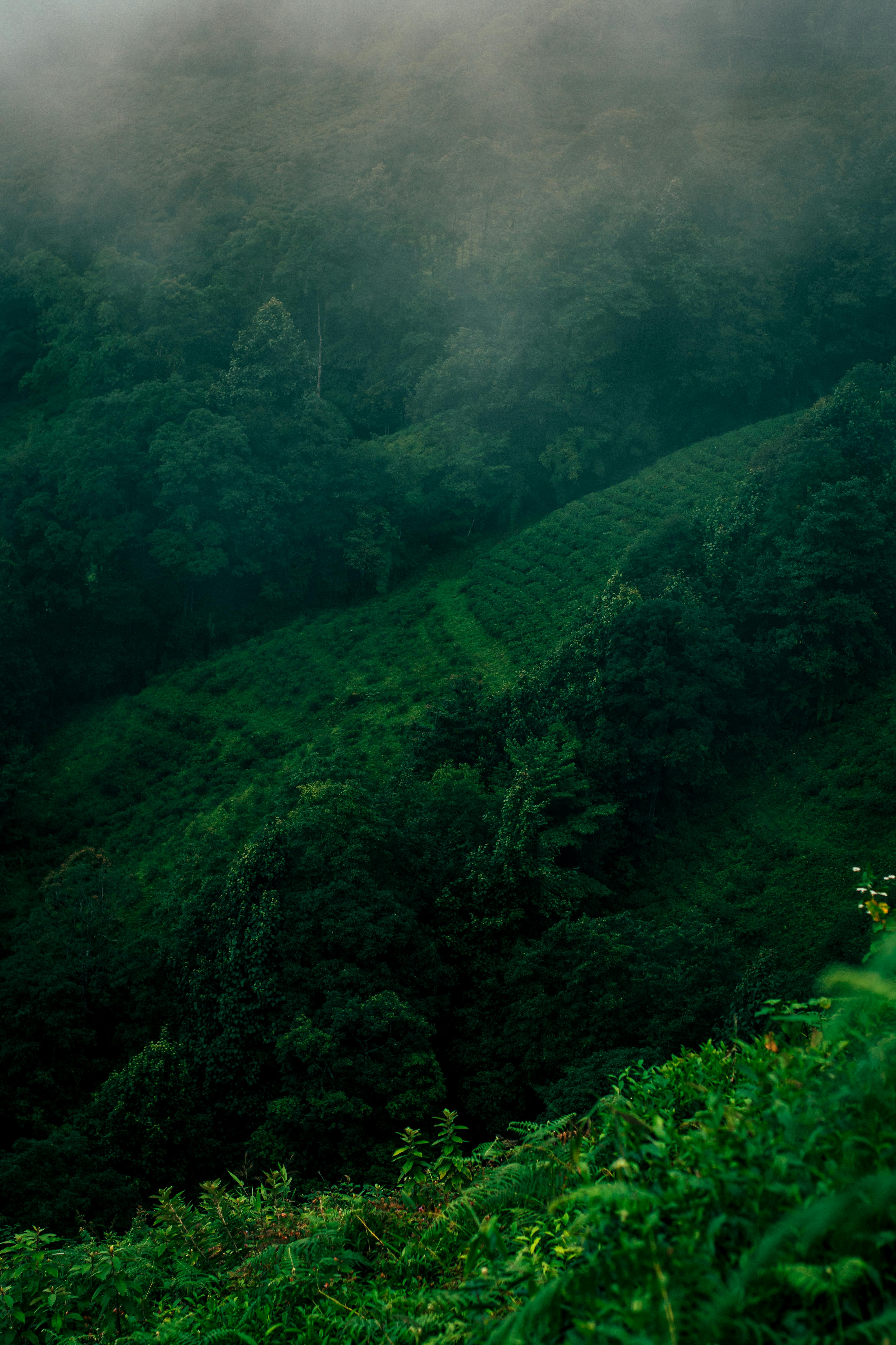 Darjeeling & Gangtok Tour Package Image 4