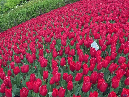 Ooty, Coimbatore Tour Package Image 5