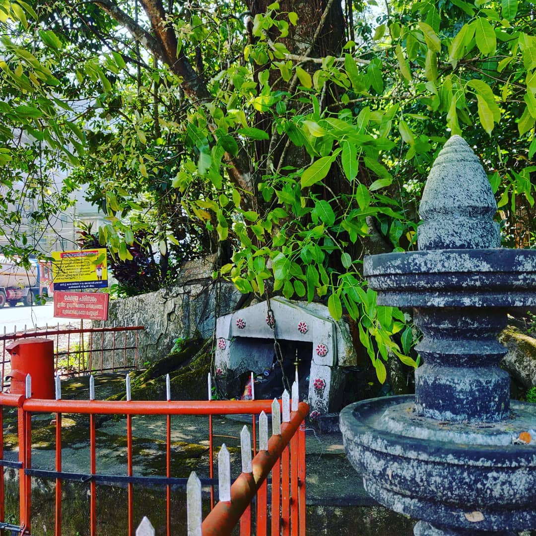 Wayanad  Tour Package Image 5